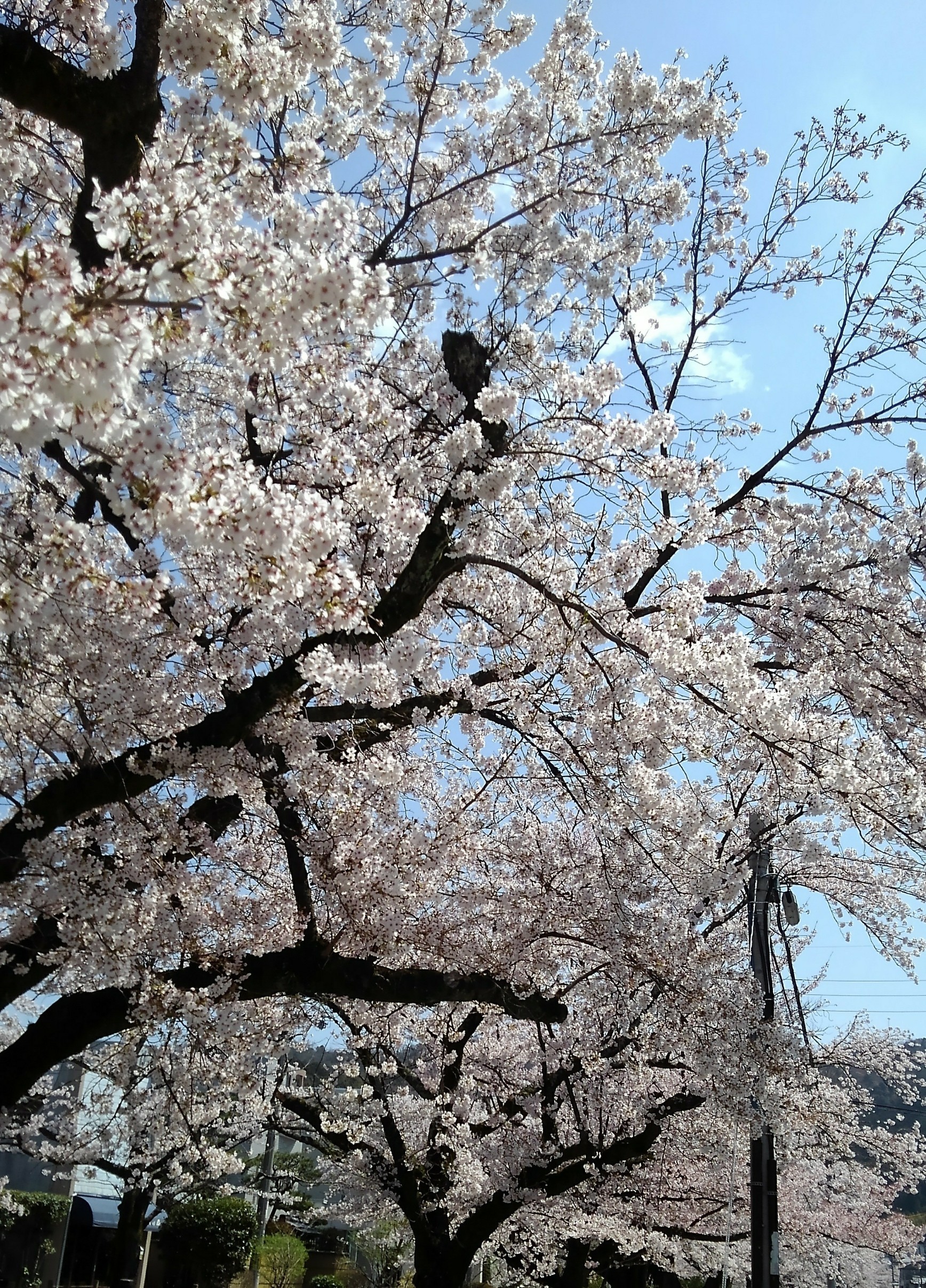 銀閣寺の桜