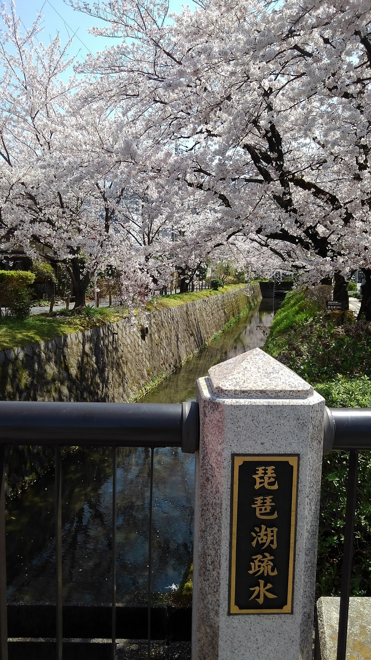 銀閣寺の桜